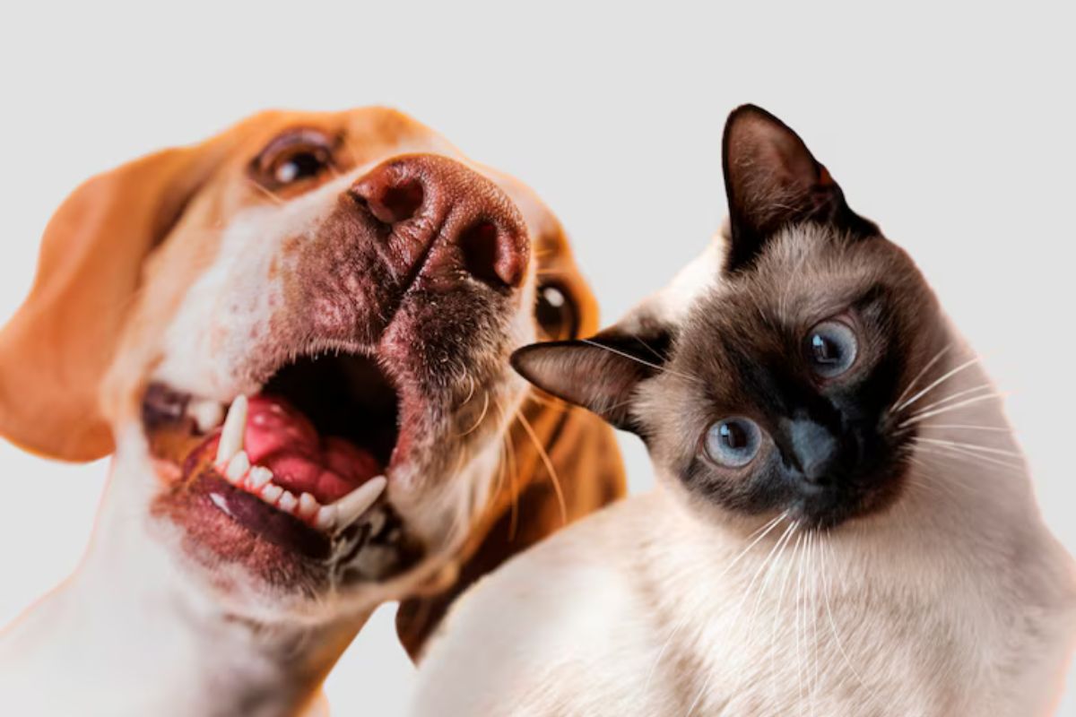 RS: Mais de 200 animais resgatados ganham novo lar em feira de adoção